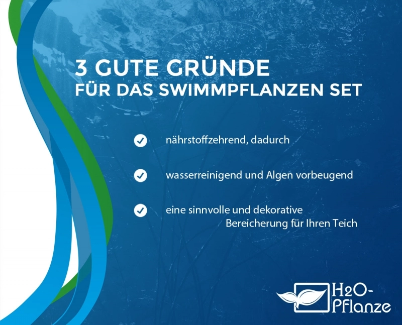 Schwimmpflanzen Sortiment